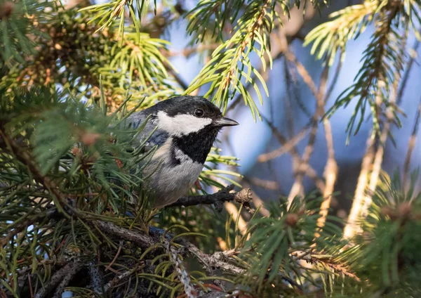 Coal Tit Periparus Ater Bird Sits Spruce Branch — Stockfoto