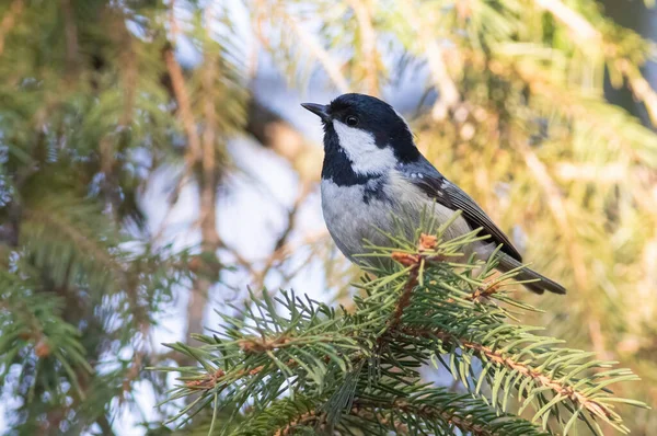 Coal Tit Periparus Ater Bird Sits Spruce Branch — Stockfoto