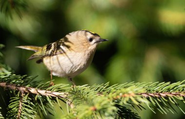Goldcrest, Regulus regulus. Avrasya 'nın en küçük kuşu..