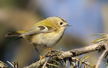 Goldcrest, Regulus regulus. Kuş kapat.