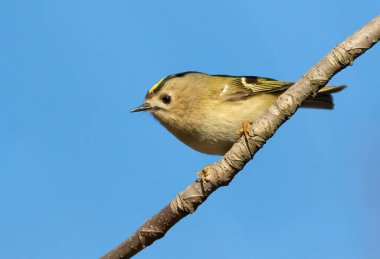 Goldcrest, Regulus regulus. Bir kuş gökyüzüne karşı bir dalda oturur.