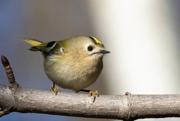 Goldcrest Regulus Regulus Kuş Bir Ağaç Dalına Oturur Yakın Plan — Stok fotoğraf