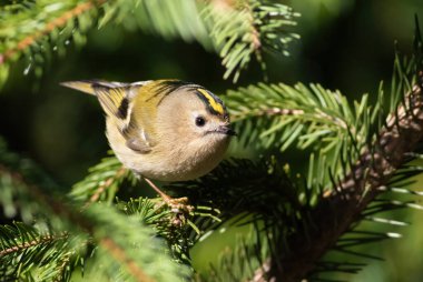Goldcrest, Regulus regulus. Güneşli bir sabah, bir kuş ladin dalına oturur.