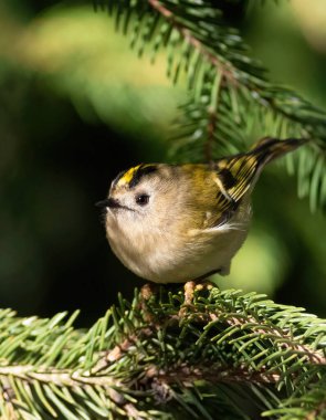 Goldcrest, Regulus regulus. Avrasya 'nın en küçük kuşu. Güneşli bir sabah, bir kuş ladin dalına oturur.