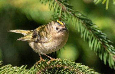 Goldcrest, Regulus regulus. Güneşli bir sabah, bir kuş ladin dalına oturur.