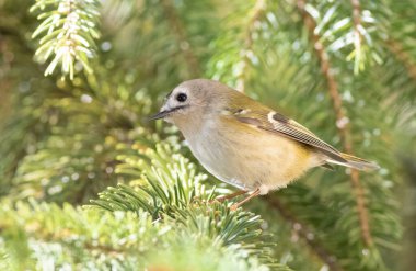 Goldcrest, Regulus regulus. Avrasya 'nın en küçük kuşu. Güneşli bir sabah, bir kuş ladin dalına oturur.