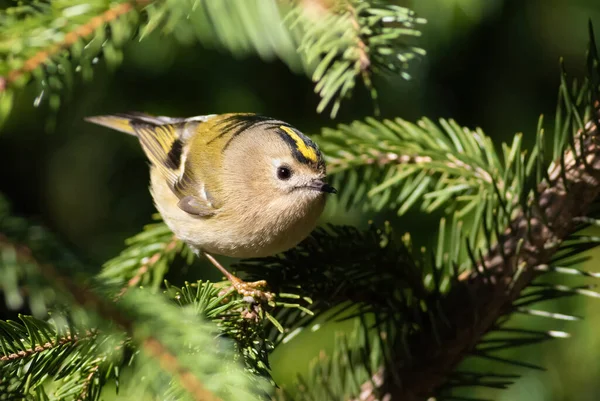 Goldcrest Regulus Regulus Güneşli Bir Sabah Bir Kuş Ladin Dalına — Stok fotoğraf