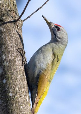 Gri başlı ağaçkakan, picus canus. Bir kuş gökyüzüne karşı bir ağaç gövdesinde oturur..