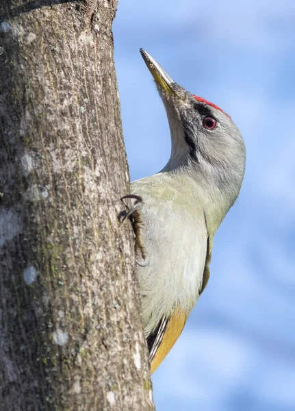 Gray Headed Woodpecker Picus Canus Male Bird Peeks Out Tree — Stock Photo, Image