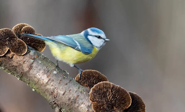Eurasian Blue Tit Cyanistes Caeruleus Bird Sits Thick Branch Which — Stockfoto