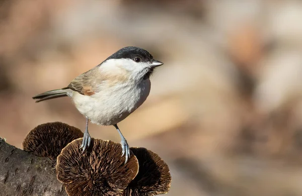 Marsh Tit Poecile Palustris Early Morning Bird Sits Mushroom Grows — Photo