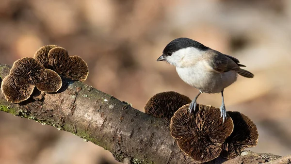 Marsh Tit Poecile Palustris Bird Looks Mushroom Growing Tree Branch — Photo