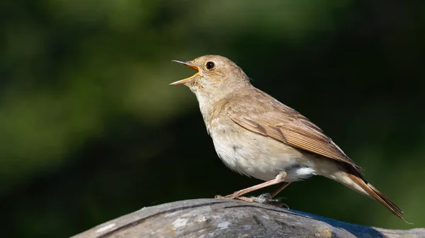 Thrush Nightingale Luscinia Luscinia Early Morning Bird Sings Sitting Old — Fotografia de Stock