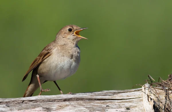 Thrush Nightingale Luscinia Luscinia Early Morning Bird Sings Sitting Old — Stok fotoğraf