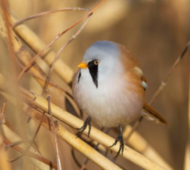 Sakallı reedling, Panurus biarmicus. Bir kuş nehrin kıyısındaki sazlıkta oturur..