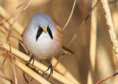Sakallı reedling, Panurus biarmicus. Bir kuş nehrin kıyısındaki sazlıkta oturur..