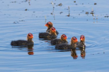 Avrasya tavuğu, Fulica atra. Nehirde yüzen piliçler