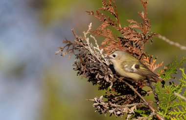 Goldcrest, regulus regulus. Bir kuş bir thuja ağacının dalında oturur..