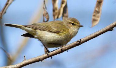 Yaygın şifaff, Phylloscopus collybita. Bir kuş bir dala oturur