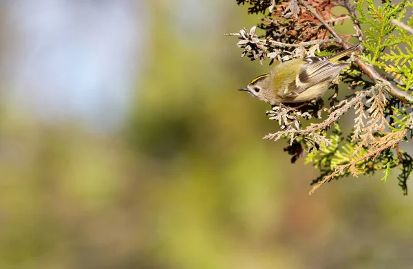 Goldhaube Regulus Regulus Ein Vogel Sitzt Auf Einem Zweig Eines — Stockfoto