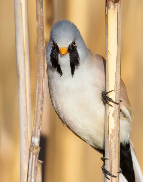 Γαρύφαλλο Panurus Biarmicus Αρσενικό Πουλί Κάθεται Ένα Καλάμι Αξιοσημείωτα Μουστάκια — Φωτογραφία Αρχείου