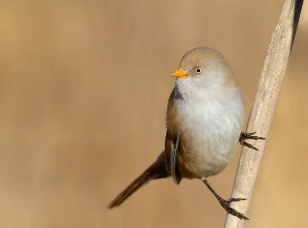 Bearded Reedling Panurus Biarmicus Female — Stock Photo, Image