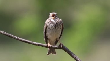 Mısır gevreği, Emberiza Calandra. Bir kuş bir dala oturur ve şarkı söyler