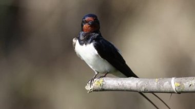 Ahır kırlangıcı, Hirundo rustica. Bir kuş tüylerini fırçalıyor.