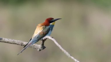 Avrupalı arı yiyici, Merops apiaster. Bir sabah kuşu dalda oturur