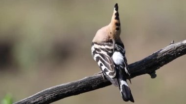 Avrasya hupoesi, Upupa epops. Bir kuş tüylerini fırçalıyor.
