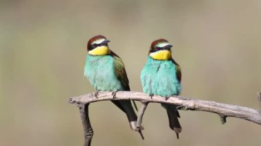 Avrupalı arı yiyici, Merops apiaster. Bir kuş ailesi bir dala oturur.