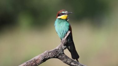 Avrupalı arı yiyici, Merops apiaster. Bir kuş eski kuru bir dala oturur. Yakın çekim.