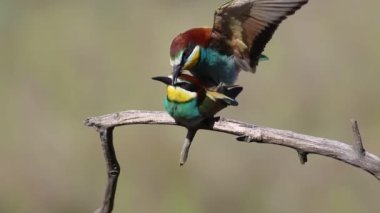 Avrupalı arı yiyici, Merops apiaster. Bir kuş ailesi civciv yapar