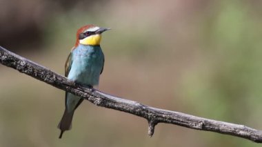 Avrupalı arı yiyici, Merops apiaster. Bir sabah kuşu dalda oturur