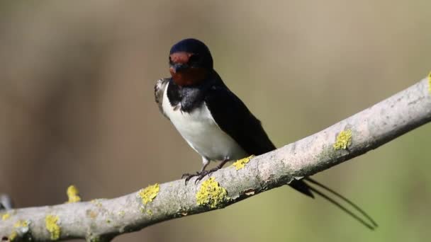 Ahır Kırlangıcı Hirundo Rustica Bir Kuş Tüylerini Fırçalıyor — Stok video