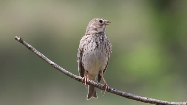 Mısır Gevreği Emberiza Calandra Bir Kuş Bir Dala Oturur Şarkı — Stok video