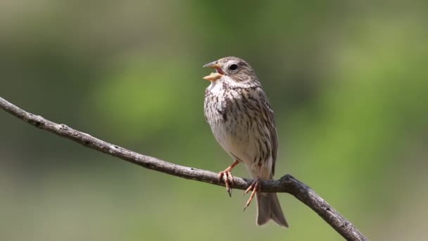 Mısır Gevreği Emberiza Calandra Bir Kuş Bir Dala Oturur Şarkı — Stok video