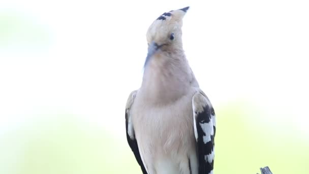 欧亚大陆 乌普帕时代 雄鸟歌唱着呼唤着雌鸟浅色背景的特写 — 图库视频影像