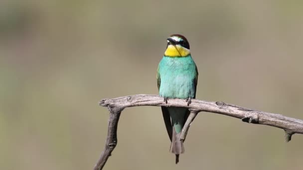 Apicultor Europeo Merops Apiaster Pájaro Madrugador Sienta Una Rama — Vídeos de Stock