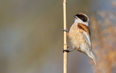 Eurasian penduline tit, Remiz pendulinus. The bird is shot close-up. The male sits on a reed stalk