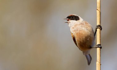 Eurasian penduline tit, Remiz pendulinus. A bird sings, calling