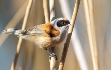 Eurasian penduline tit, Remiz pendulinus. The bird is shot close-up. The male sits on a reed stalk