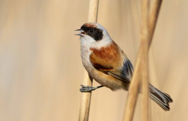 Eurasian penduline tit, Remiz pendulinus. A bird sings, calling