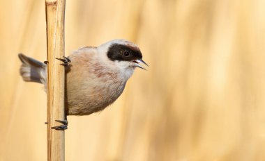 Eurasian penduline tit, Remiz pendulinus. A bird sings, calling