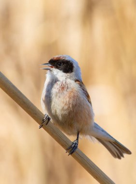 Eurasian penduline tit, Remiz pendulinus. A bird sings, calling