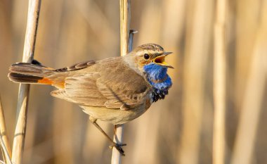 Bluethroat, Luscinia svecica. Sazlıkta öten bir kuş Nehir kıyısında