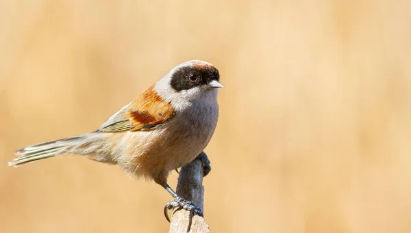 Eurasian Penduline Tit Remiz Pendulinus Bird Shot Close Male Sits — Fotografia de Stock