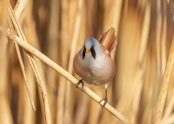 Skäggig Vass Panurus Biarmicus Fågel Sitter Vass Stjälk Vid Floden — Stockfoto