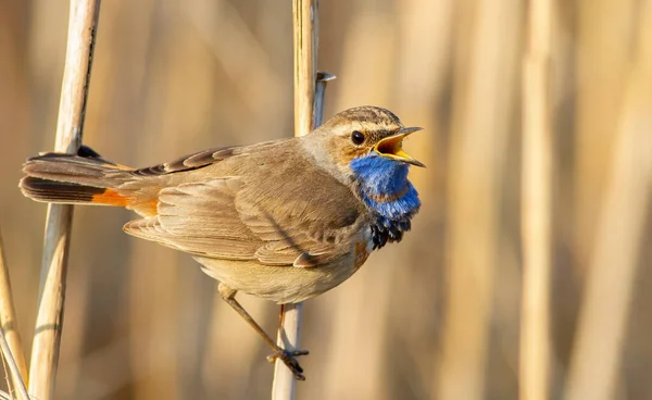 Bluethroat Luscinia Svecica 川岸の葦の茎に鳥が歌っている — ストック写真