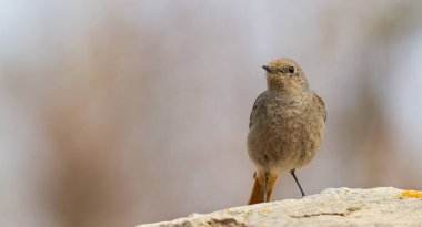 Siyah kızıl, Phoenicurus ochruros. Yaşlı bir taşın üzerinde bir kuş duruyor.